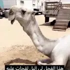 ابل للبيع مغاتير ومجاهيم خلفات ولقحات وقعدان وبكار