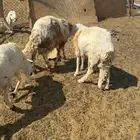 سواكن فواخر