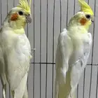 جوز كروان لاتينو