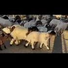 غنم نعيم مطافيل