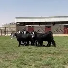 للبيع جفرات فاخره خصم