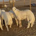 ذبايح حري و تيوس يوجد تمارا