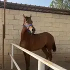 فرس شعبيه