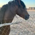 حصان عربي