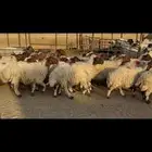 غنم نعيم مضاريع