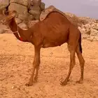 قعود مشروع فحل حمر ادهم