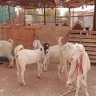 معزا هولنديه