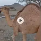 بكره العمر 6 شهور