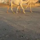 بكره رمانيه