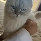 قطوه اليفه وحلوه للبيع