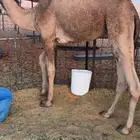 قعود مفرود للبيع