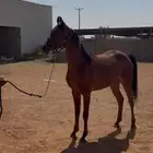 مهره واهو دم جمال