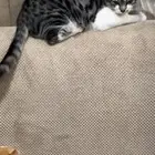 قط ضايع الي يلقاه له مكافاه ماليه