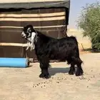 مشروع فحل جذع عارضي معرف صنف خصم