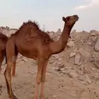 قعدان حمر سواحل مشاريع فحول