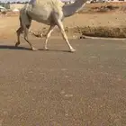 ضريبه رباع