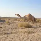 خفوت شقحا كفو