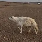 فحل حري