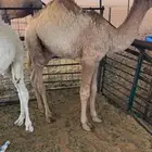 قعدان ثنين لبانيات