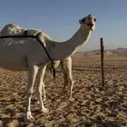 عشرا وضحى تحتها قعود كفو على مذخور