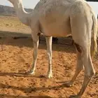 قعود حق طيب