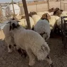 ذبايح ذبيحه نعيمي حري تيس يوجد تقسيط تمارا