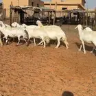 غنم حريات كفو