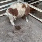 خرفان نعيمي هرافي وجذعان