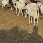 ذبائح مناسبات تيوس