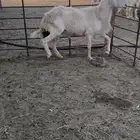 فحل حري شرط