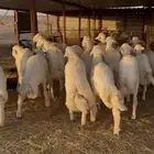 ذبايح ذبيحه حري تيوس نعيمي يوجد تمارا