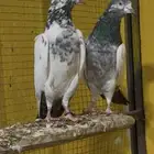 حمام باكستاني