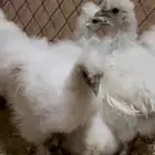 فروخ قطني للبيع