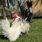 دجاج زينه جبنيز