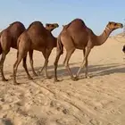 قعدان مشاريع فحول من ابل الراجحي