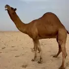 فحل ساحلي رباع احمر