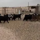 معزاء طيبه