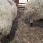 2طليان نعيم وتيس بريه