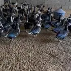 بط مصري مذبوح 50 ريال
