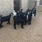 معزاء خلفات