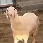 نعجة رباع فاخرة