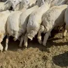 طليان