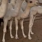قعدان قصب مناسبات او ملاحم