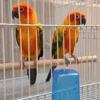 زوج صن كنيور منتج