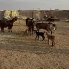 معزاء مواليد