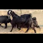 سلام عليكم ورحمة الله وبركاته