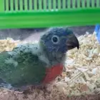 ببغاء اللوري رينبو