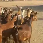 معزا غنم دفيع