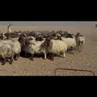 غنم نعيم دفيع