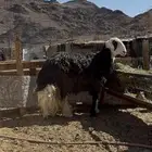 طلي ذبيحه ( تم البيع )
